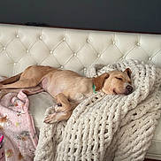 Minnie is registered to the contest to win money with this photo: dog, sleeping, couch, blanket, knit_blanket, white_couch, relaxation, pet, indoor, cozy, resting, fur, canine, home, comfort, nap, domestic_animal, collar, quiet, peaceful