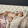 dog, sleeping, couch, blanket, knit_blanket, white_couch, relaxation, pet, indoor, cozy, resting, fur, canine, home, comfort, nap, domestic_animal, collar, quiet, peaceful