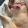 Minnie joined the competition — help win amazing prizes! dog, sleeping, couch, white_leather, pink_bandana, remote_control, indoor, cozy, resting, pet, fur, paw, blanket, wicker_basket, rug, patterned_rug, side_view, domestic_animal, relaxation, home