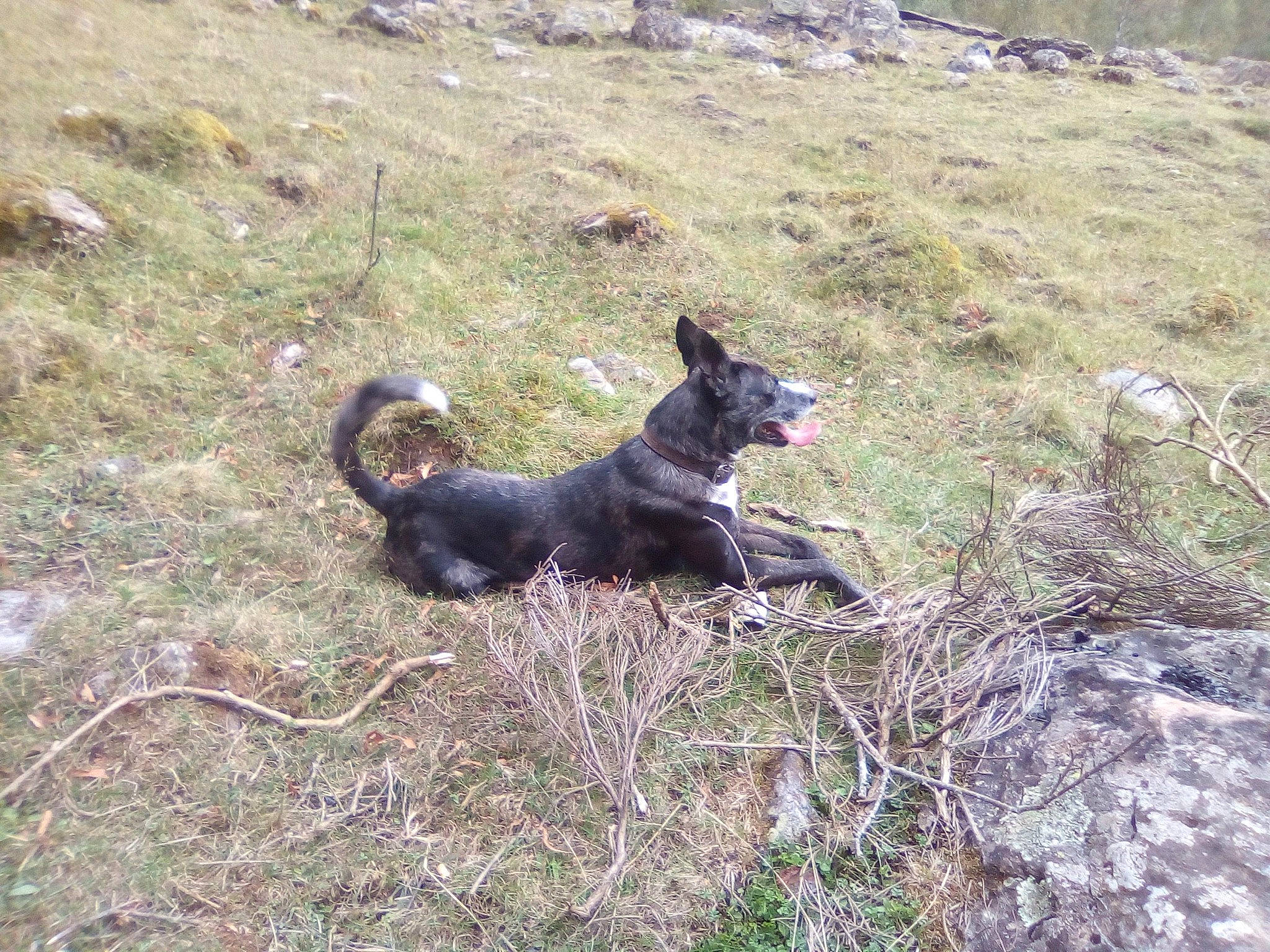 Cailliou participe au concours pour gagner de l'argent avec cette photo : canidae, carnivore, dog, dog_breed, grass, herding_dog, hunting_dog, soil, sporting_group, tail, terrestrial_animal, working_animal, working_dog