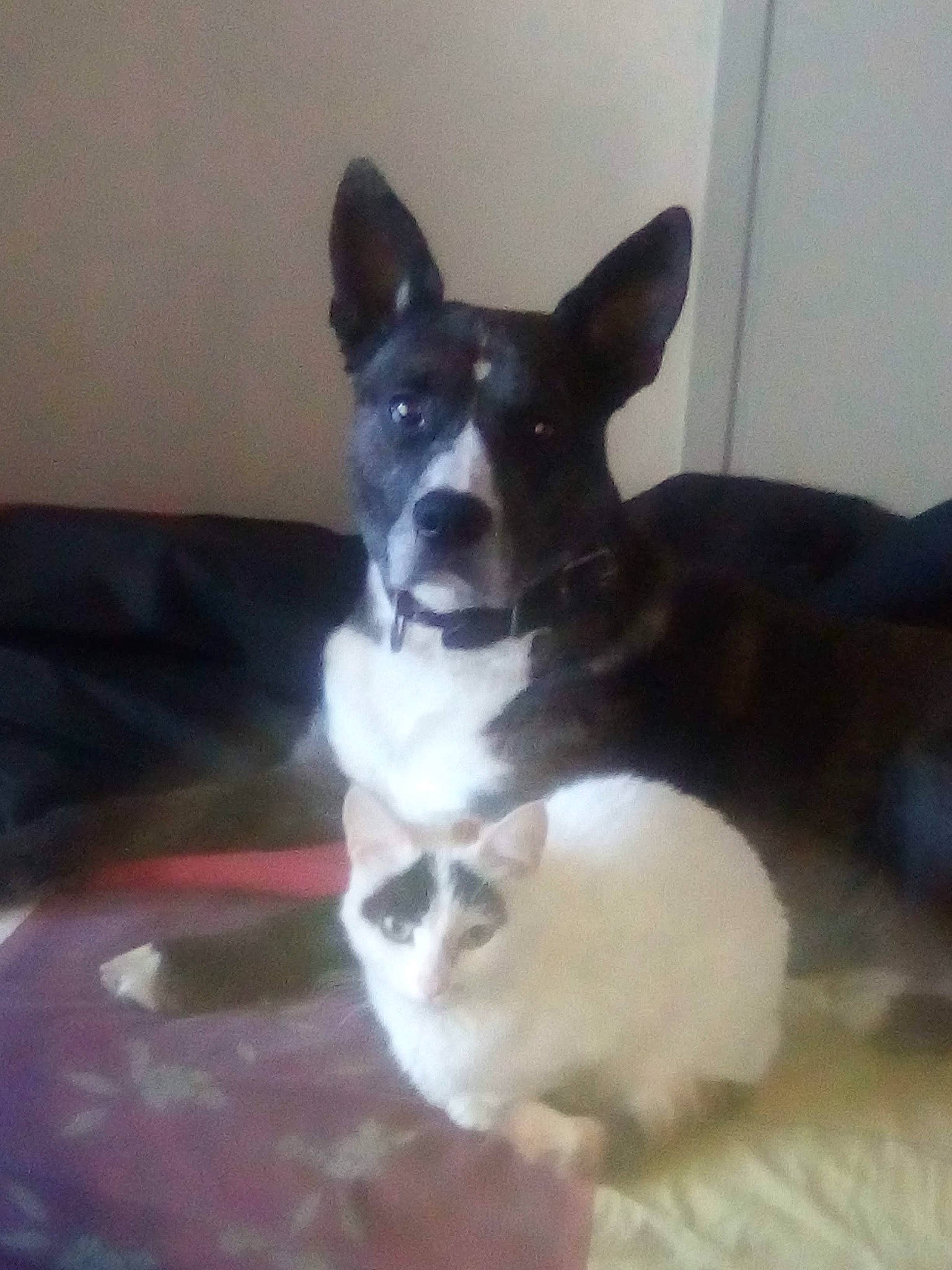 Cailliou participe au concours pour gagner de l'argent avec cette photo : canidae, carnivore, cat, comfort, companion_dog, dog, dog_breed, fawn, felidae, fur, mammal, non_sporting_group, paw, puppy, small_to_medium_sized_cats, sporting_group, tail, terrestrial_animal, whiskers, working_animal