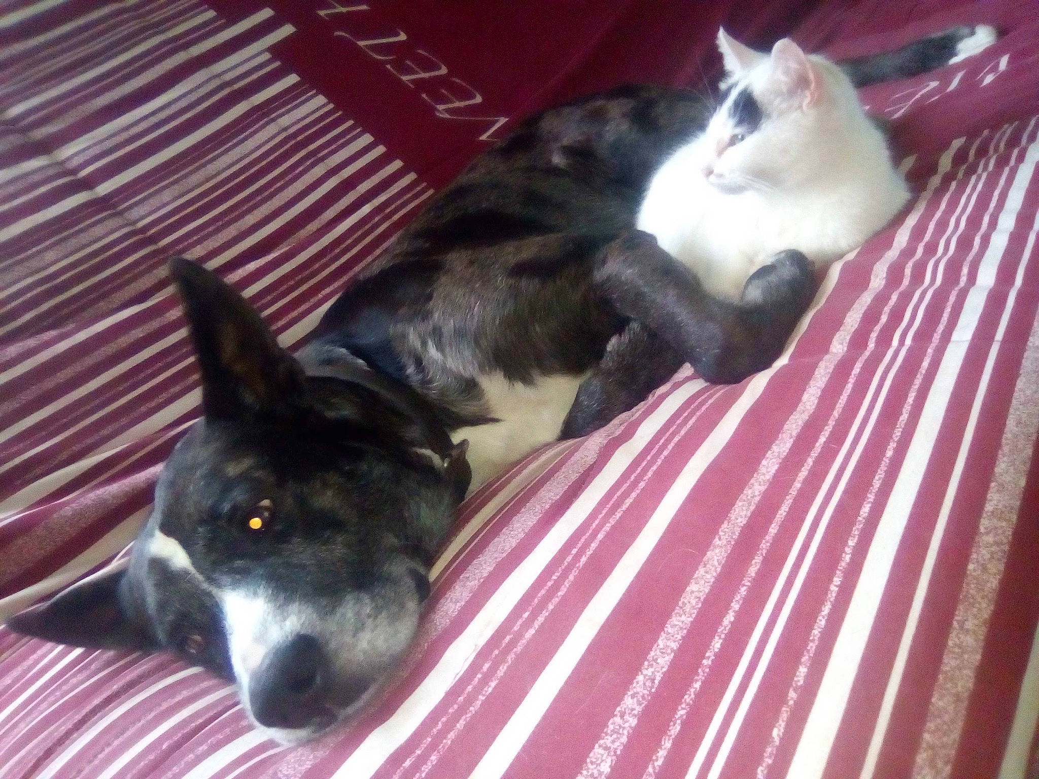 Cailliou a rejoint le concours — aidez-le/la à gagner de superbes lots ! canidae, carnivore, cat, cat_supply, comfort, companion_dog, dog, dog_breed, domestic_short_haired_cat, felidae, fur, non_sporting_group, paw, small_to_medium_sized_cats, snout, tail, terrestrial_animal, whiskers, working_animal, working_dog