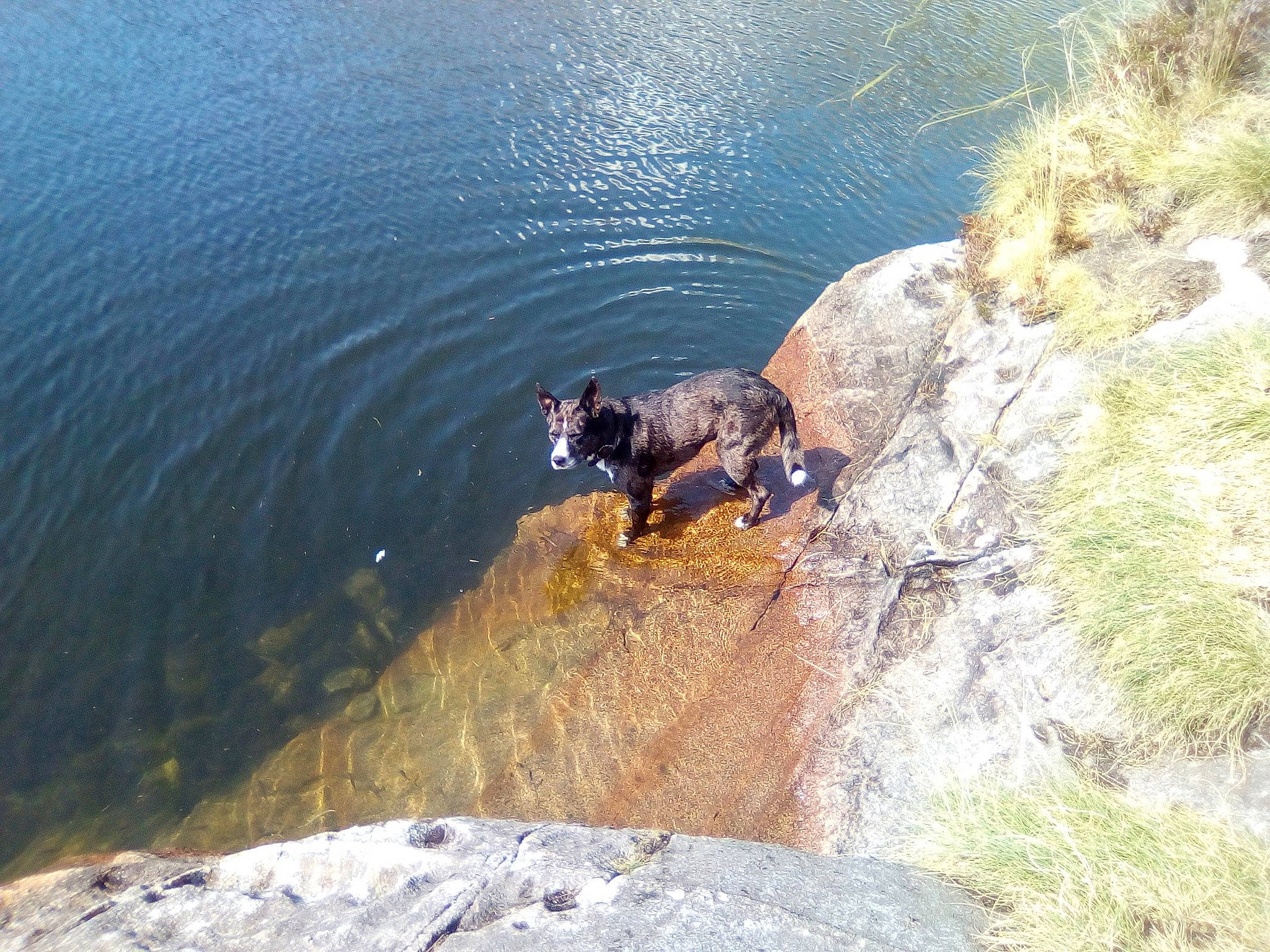 Cailliou a rejoint le concours — aidez-le/la à gagner de superbes lots ! adventure, bedrock, canidae, carnivore, dog_breed, grass, klippe, lake, lake_district, landscape, outcrop, plant, recreation, reservoir, rock, slope, sporting_group, terrain, water, watercourse