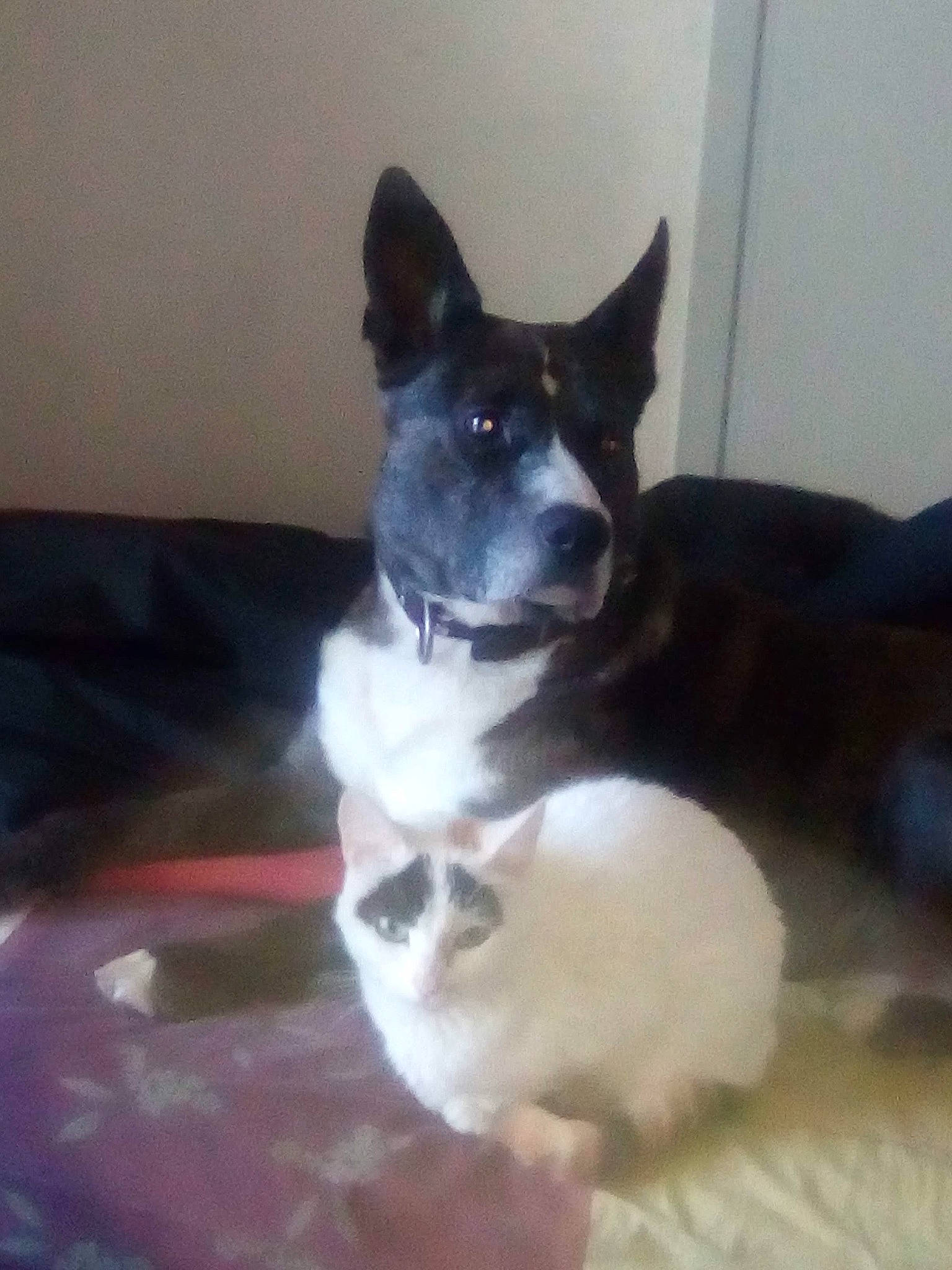 Wrou Wrou a rejoint le concours — aidez-le/la à gagner de superbes lots ! canidae, carnivore, cat, cat_supply, comfort, companion_dog, dog, dog_breed, felidae, flooring, fur, mammal, paw, small_to_medium_sized_cats, snout, sporting_group, tail, toy_dog, whiskers, working_animal