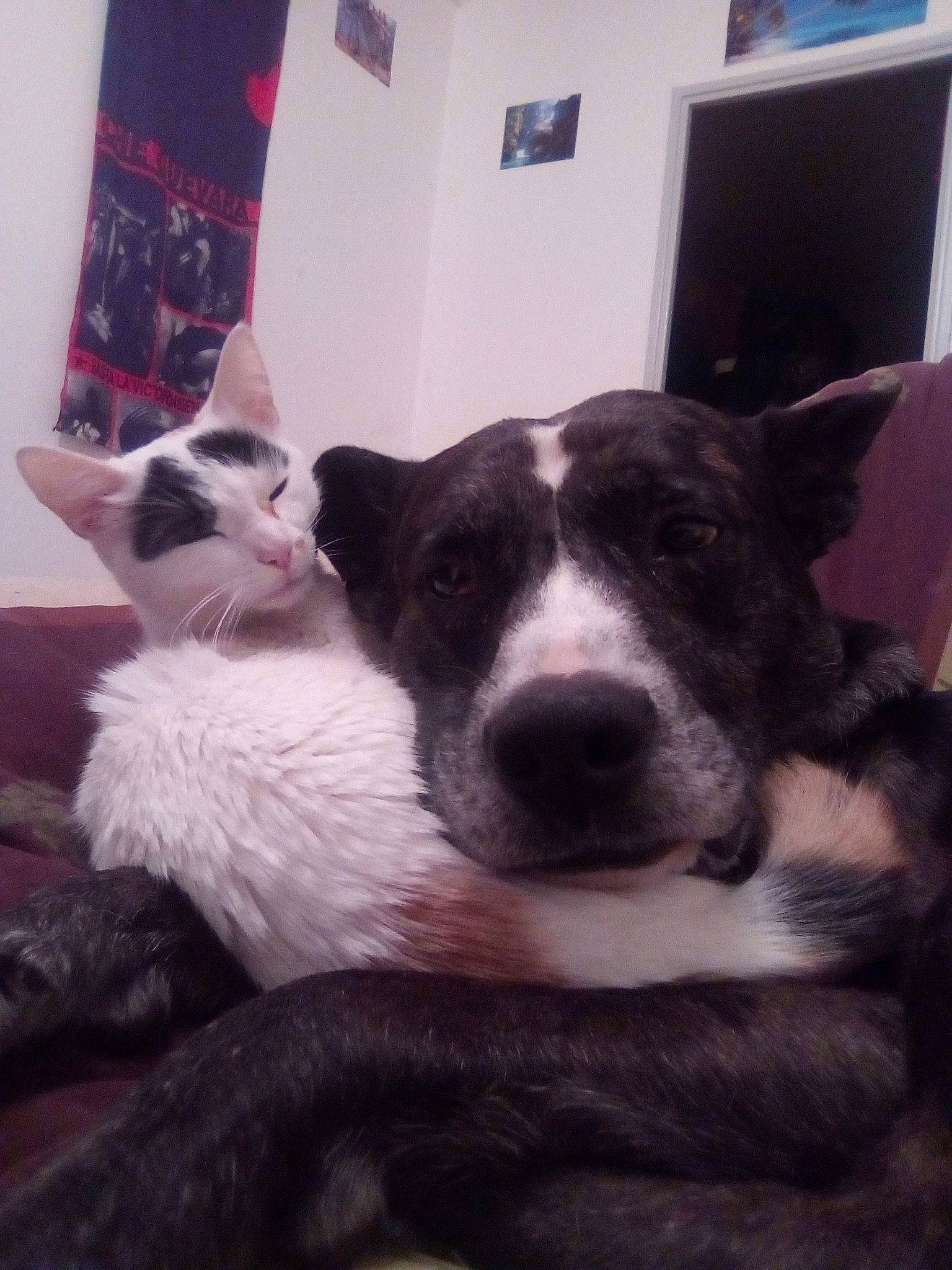 Wrou Wrou a rejoint le concours — aidez-le/la à gagner de superbes lots ! carnivore, cat, cloud, comfort, companion_dog, dog, dog_breed, domestic_short_haired_cat, felidae, fur, mammal, paw, selfie, small_to_medium_sized_cats, snout, tail, vertebrate, whiskers, window, working_animal