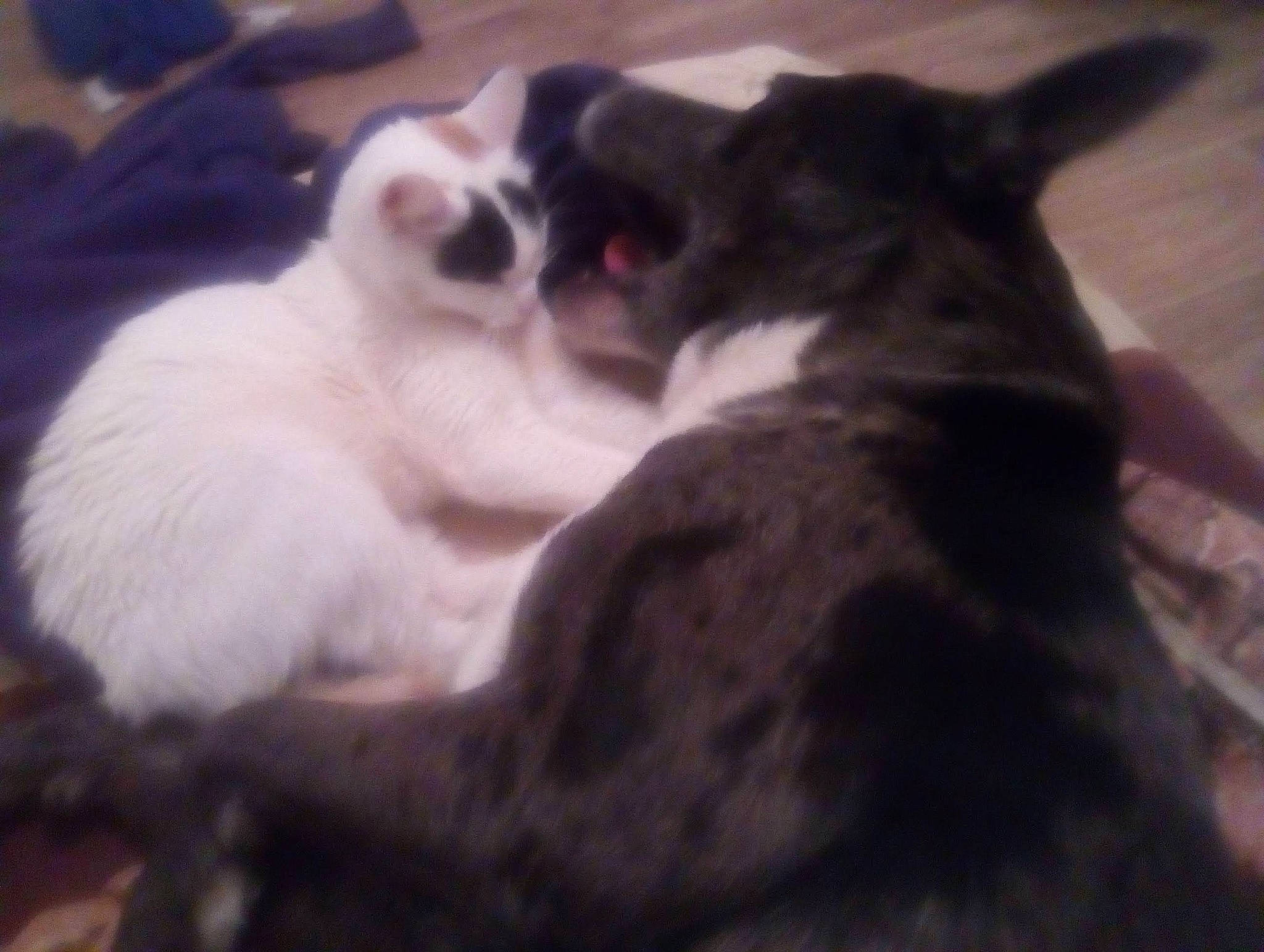 Wrou Wrou a rejoint le concours — aidez-le/la à gagner de superbes lots ! canidae, carnivore, cat, cloud, comfort, companion_dog, dog_breed, domestic_short_haired_cat, felidae, fur, paw, sky, small_to_medium_sized_cats, square, tail, whiskers