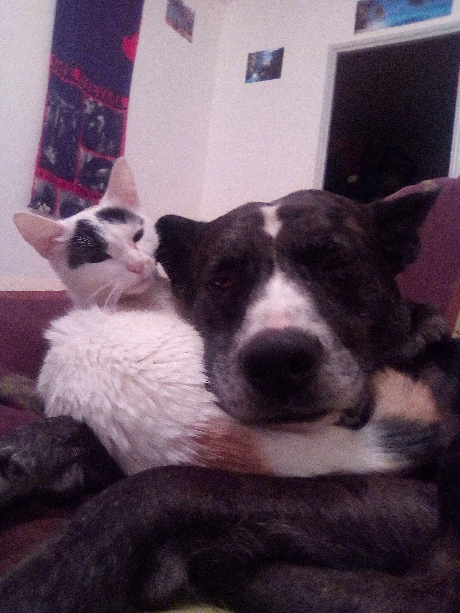 Wrou Wrou a rejoint le concours — aidez-le/la à gagner de superbes lots ! canidae, carnivore, cat, cloud, comfort, companion_dog, dog, dog_breed, domestic_short_haired_cat, felidae, fur, herding_dog, mammal, paw, small_to_medium_sized_cats, snout, tail, whiskers, window, working_animal