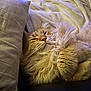 Rouky a rejoint le concours — aidez-le/la à gagner de superbes lots ! blanket, cat, closeup, cozy, cuddly, cute, domestic_animal, feline, fluffy, fur, indoor, nap, orange_cat, pet, pillow, relaxed, resting, sleeping, soft, whiskers