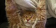 Rouky participe au concours pour gagner de l'argent avec cette photo : animal, blanket, cat, cozy, cute, feline, fluffy, fur, indoor, orange_cat, paw, pet, relaxed, resting, sleep, sleeping, soft, stretching, tabby, whiskers