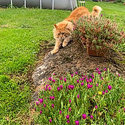 Rouky participe au concours pour gagner de l'argent avec cette photo : animal, cat, feline, flowers, fluffy, garden, grass, greenery, leafy, mound, nature, orange_cat, outdoor, pets, plant_pot, playful, stalking, summer, wildlife, yard