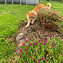 animal, cat, feline, flowers, fluffy, garden, grass, greenery, leafy, mound, nature, orange_cat, outdoor, pets, plant_pot, playful, stalking, summer, wildlife, yard