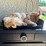 Rouky participe au concours pour gagner de l'argent avec cette photo : appliance, black_surface, cat, closed_eyes, cozy, ears, fluffy, home, indoor, knob, orange_cat, outdoor_view, paw, pet, relaxation, resting, sleeping, sunlight, wall_texture, white_fur