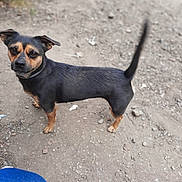 Princesse a rejoint le concours — aidez-le/la à gagner de superbes lots ! dog, small_dog, black_dog, tan_markings, outdoor, dirt_ground, tail, alert, pet, animal, canine, fur, ears, collar, looking, standing, curious, companion, friendly, daylight