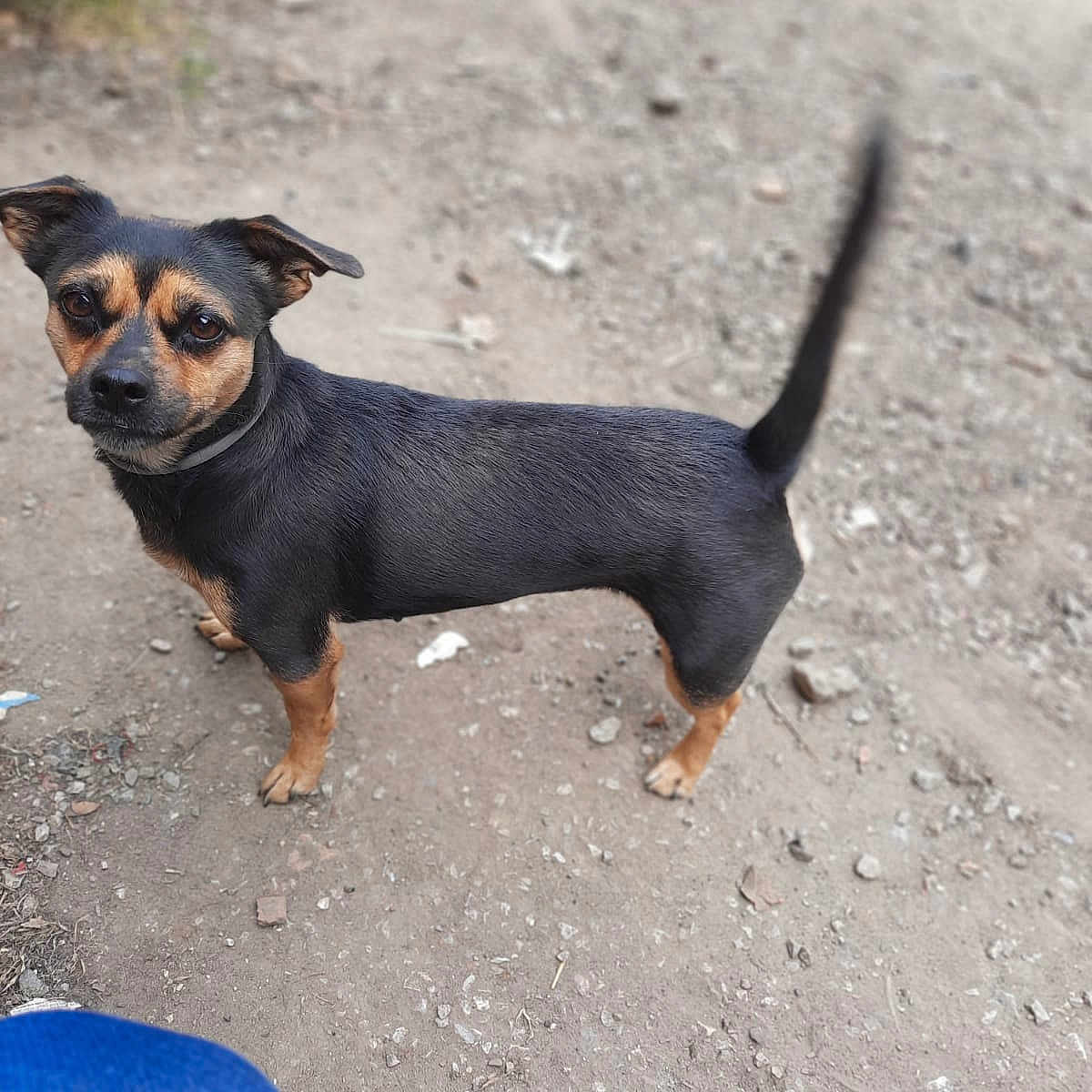 Princesse a rejoint le concours — aidez-le/la à gagner de superbes lots ! alert, animal, black_dog, canine, collar, companion, curious, daylight, dirt_ground, dog, ears, friendly, fur, looking, outdoor, pet, small_dog, standing, tail, tan_markings