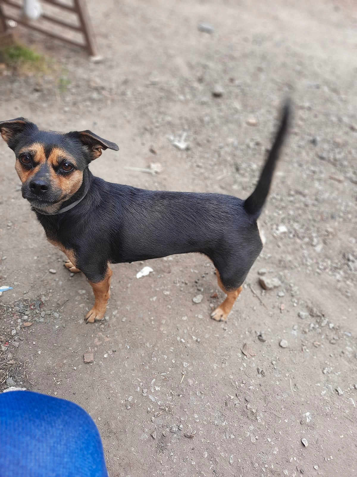 Princesse a rejoint le concours — aidez-le/la à gagner de superbes lots ! dog, small_dog, black_dog, tan_markings, outdoor, dirt_ground, tail, alert, pet, animal, canine, fur, ears, collar, looking, standing, curious, companion, friendly, daylight