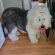 Bubble a rejoint le concours — aidez-le/la à gagner de superbes lots ! dog, old_english_sheepdog, fluffy, tongue_out, indoors, wooden_floor, hair_tie, pet, animal, kitchen, window, chair, door, flooring, fur, domestic, mammal, friendly, household, natural_light