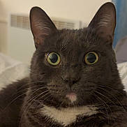 Yummy a rejoint le concours — aidez-le/la à gagner de superbes lots ! cat, gray_cat, white_patch, wide_eyes, fur, whiskers, pet, indoor, close_up, portrait, curious, animal, feline, mammal, cute, domestic_cat, looking_at_camera, soft_light, bed, background_blur