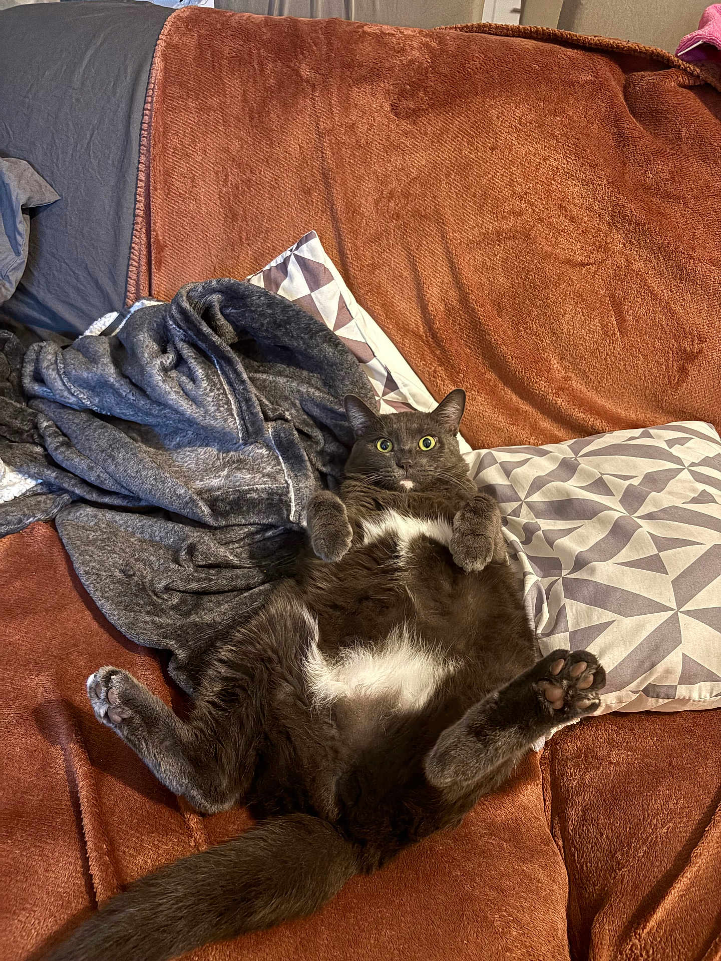 Yummy a rejoint le concours — aidez-le/la à gagner de superbes lots ! cat, gray_cat, white_belly, wide_eyes, surprised_expression, sprawled, lying_down, couch, rust_color, pillows, blanket, indoor, furniture, pet, cozy, fur, tail, paw, relaxed, domestic_animal