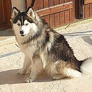Ice participe au concours pour gagner de l'argent avec cette photo : alert, animal, black_and_white, canine, dog, ears, entrance, fluffy, fur, husky, outdoor, pet, portrait, siberian_husky, sitting, smiling, sunlight, tail, tile_floor, wooden_door