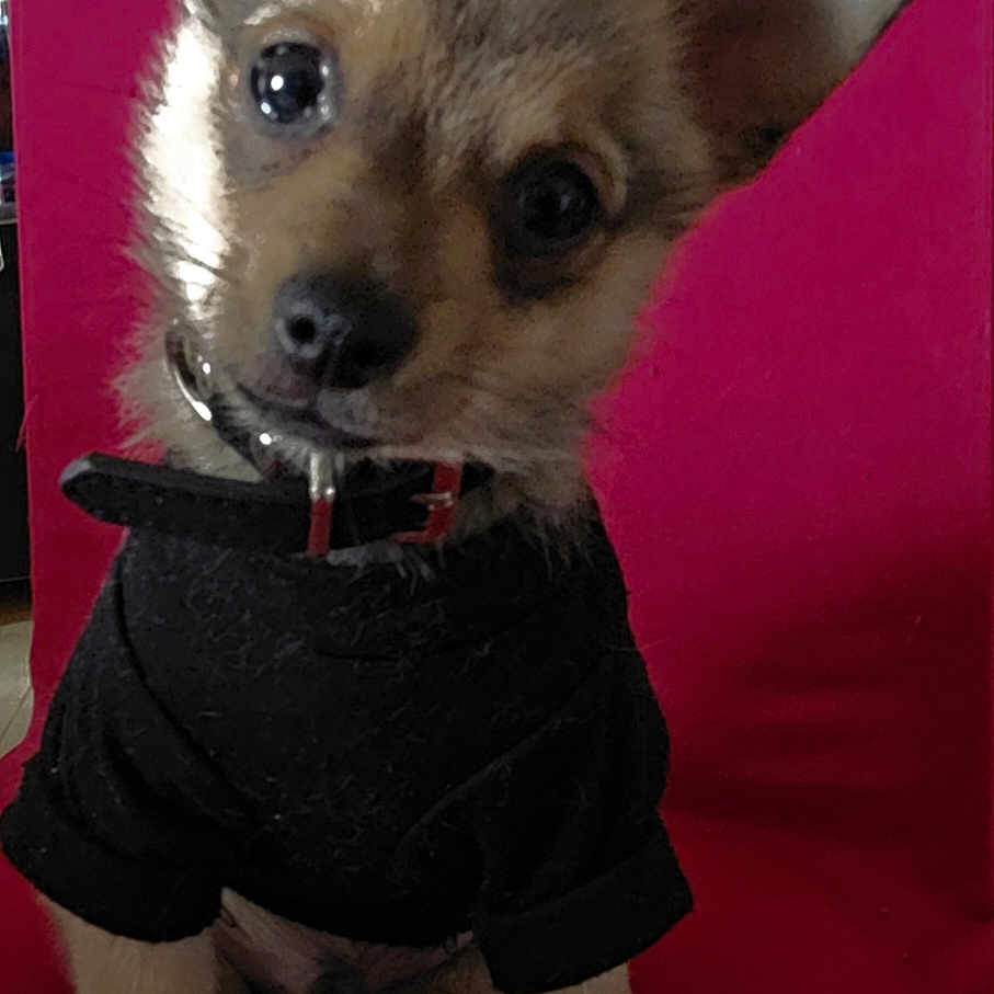 Aïko a rejoint le concours — aidez-le/la à gagner de superbes lots ! animal, black_sweater, canine, collar, cute, dog, domestic, ears, expression, fur, furry, head_tilt, indoor, paw, pet, pink_chair, portrait, puppy, sitting, young