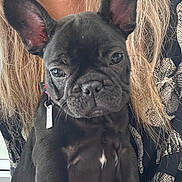 Kinder a rejoint le concours — aidez-le/la à gagner de superbes lots ! dog, puppy, french_bulldog, black_dog, pet, ears, collar, tag, person, blonde_hair, patterned_clothing, indoor, close_up, portrait, animal, domestic_animal, cute, looking_at_camera, sitting, lap
