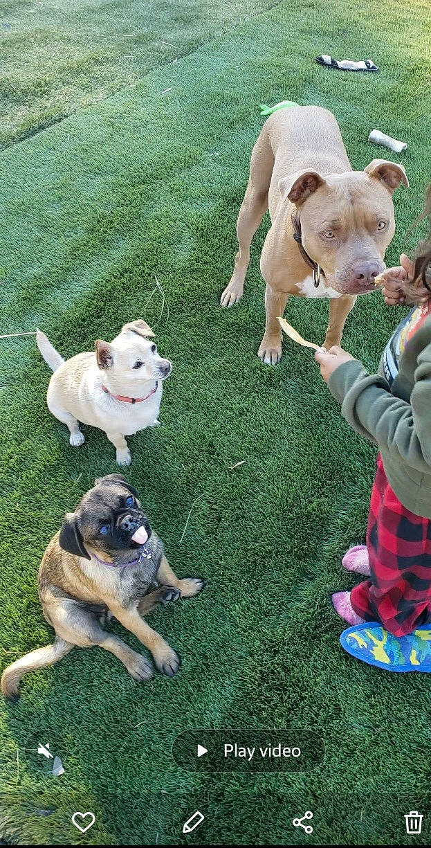 Roxy is registered to the contest to win money with this photo: bulldog, canidae, carnivore, companion_dog, dog, dog_breed, fawn, grass, green, lawn, mammal, molosser, plant, snout, sporting_group, tail, toy_dog, vertebrate, working_animal, working_dog