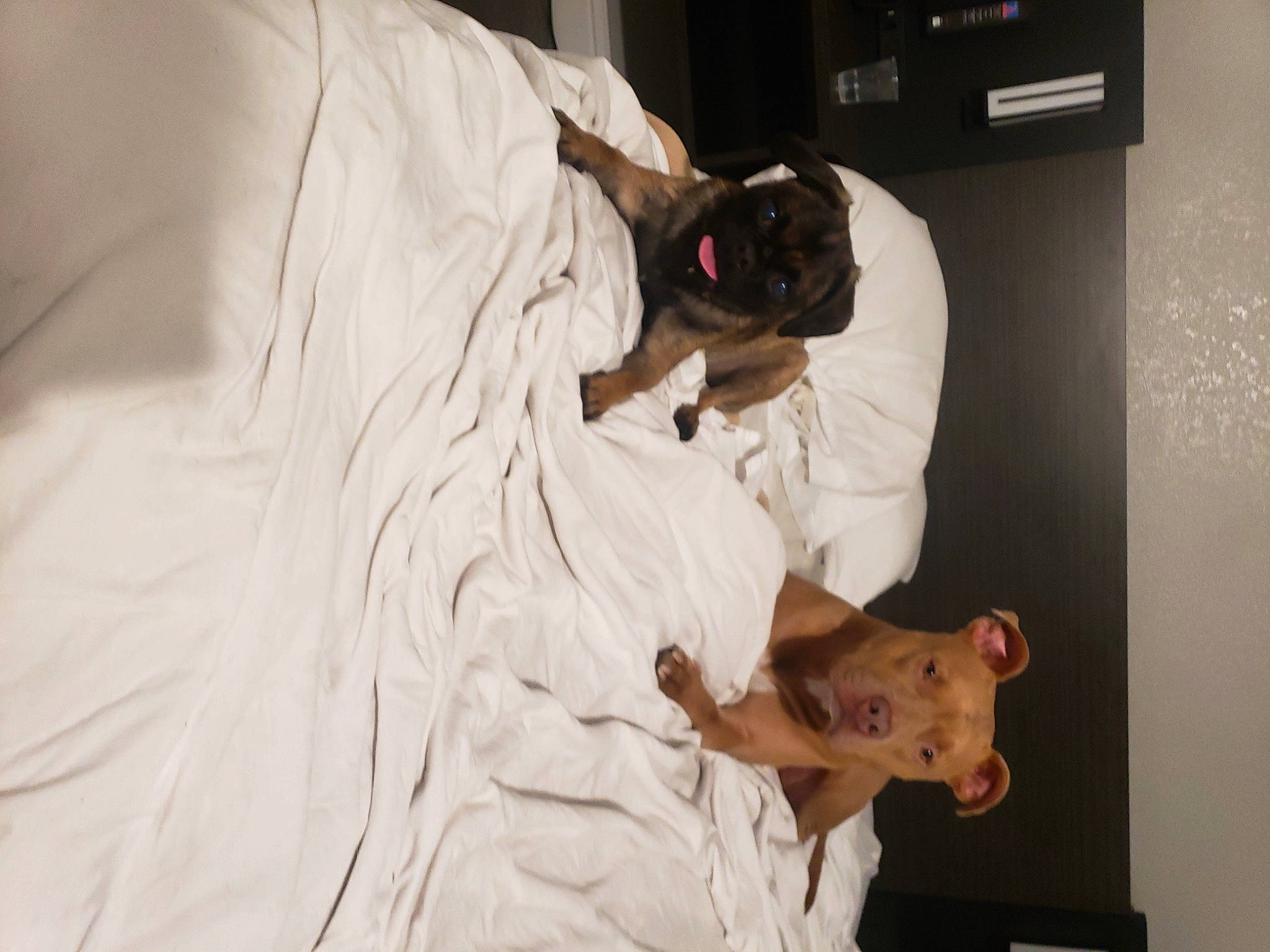 Roxy is registered to the contest to win money with this photo: baby, bed, bed_sheet, bedding, bedroom, blanket, child, comfort, companion_dog, elbow, flooring, fur, health_care, hospital, human_body, linens, medical, patient, room, toddler