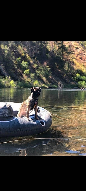 Roxy is registered to the contest to win money with this photo: boat, boats_and_boating_equipment_and_supplies, carnivore, companion_dog, dog, dog_breed, fawn, grass, lake, landscape, leisure, plant, recreation, reflection, tail, tints_and_shades, tree, water, water_resources, working_animal