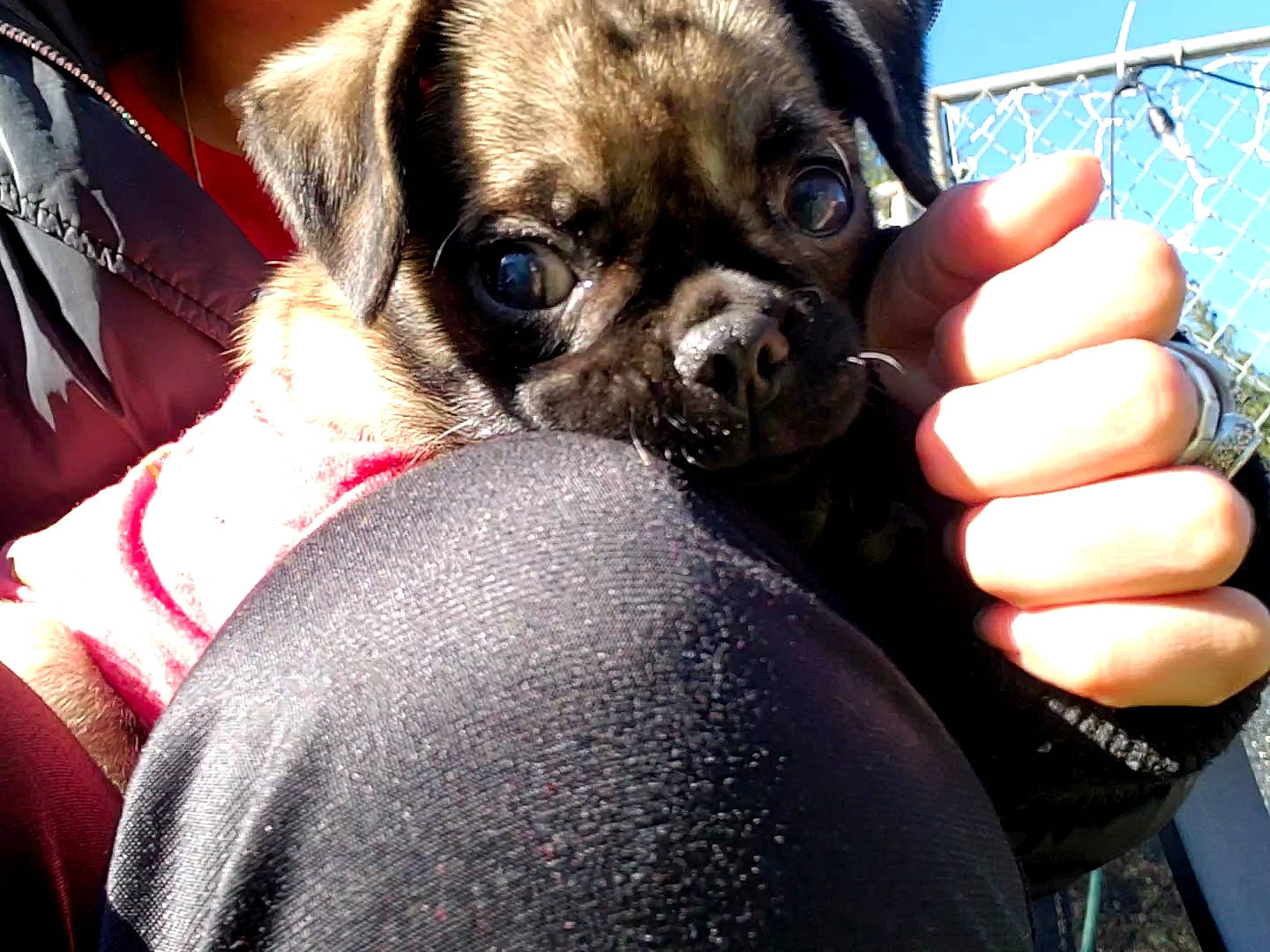 Roxy joined the competition — help win amazing prizes! carnivore, chihuahua, companion_dog, dog, dog_breed, fawn, fence, fur, gesture, mesh, nail, sky, snout, sporting_group, thumb, toy_dog, whiskers, wire_fencing, working_animal, wrinkle