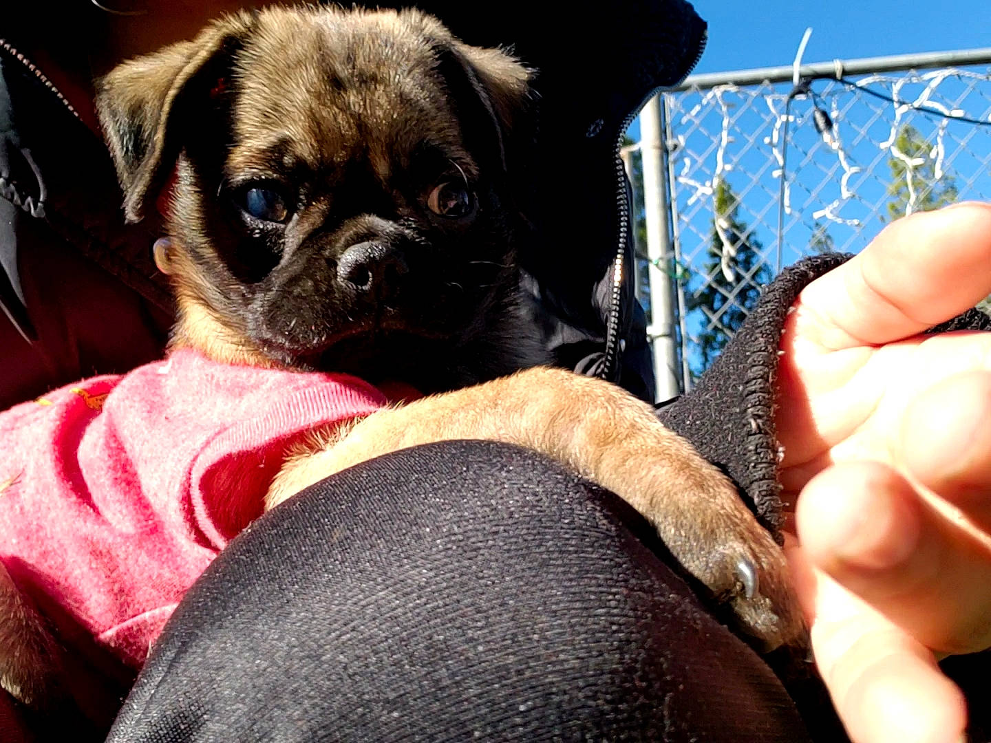 Roxy is registered to the contest to win money with this photo: carnivore, comfort, companion_dog, dog, dog_breed, dog_supply, electric_blue, fawn, fence, fur, gesture, mesh, pug, snout, sporting_group, thumb, toy_dog, whiskers, wire_fencing, working_animal