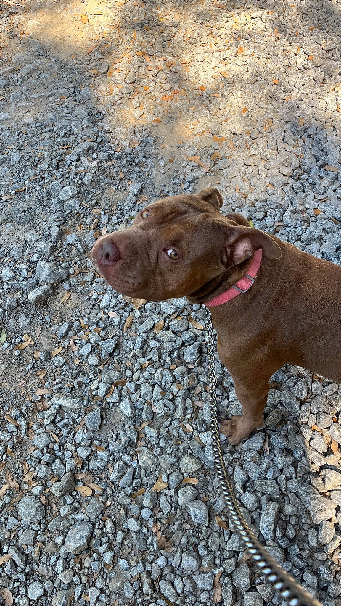 Baby Girl is registered to the contest to win money with this photo: asphalt, carnivore, collar, companion_dog, dog, dog_breed, dog_collar, fashion_accessory, fawn, flower, leash, liver, pet_supply, road_surface, snout, sporting_group, tail, tar, terrestrial_animal, working_animal