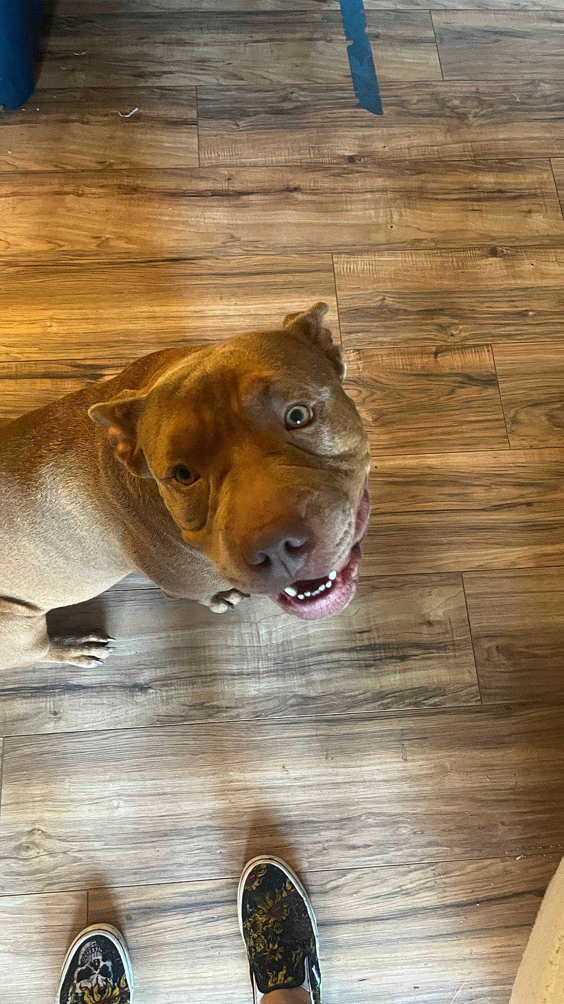 Baby Girl is registered to the contest to win money with this photo: ball, canidae, carnivore, companion_dog, dog, dog_breed, fawn, floor, flooring, hardwood, liver, pet_supply, plank, snout, sporting_group, varnish, whiskers, wood, wood_stain, working_animal