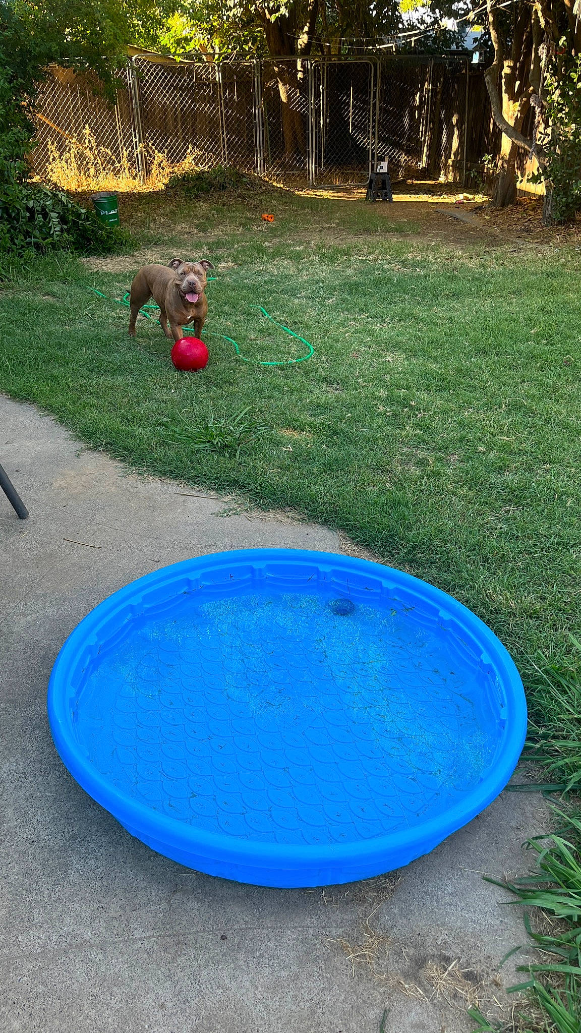 Baby Girl is registered to the contest to win money with this photo: ball, circle, dog, dog_breed, electric_blue, fun, grass, green, leisure, plant, plastic, play, recreation, sports_toy, tail, terrestrial_animal, tree, water