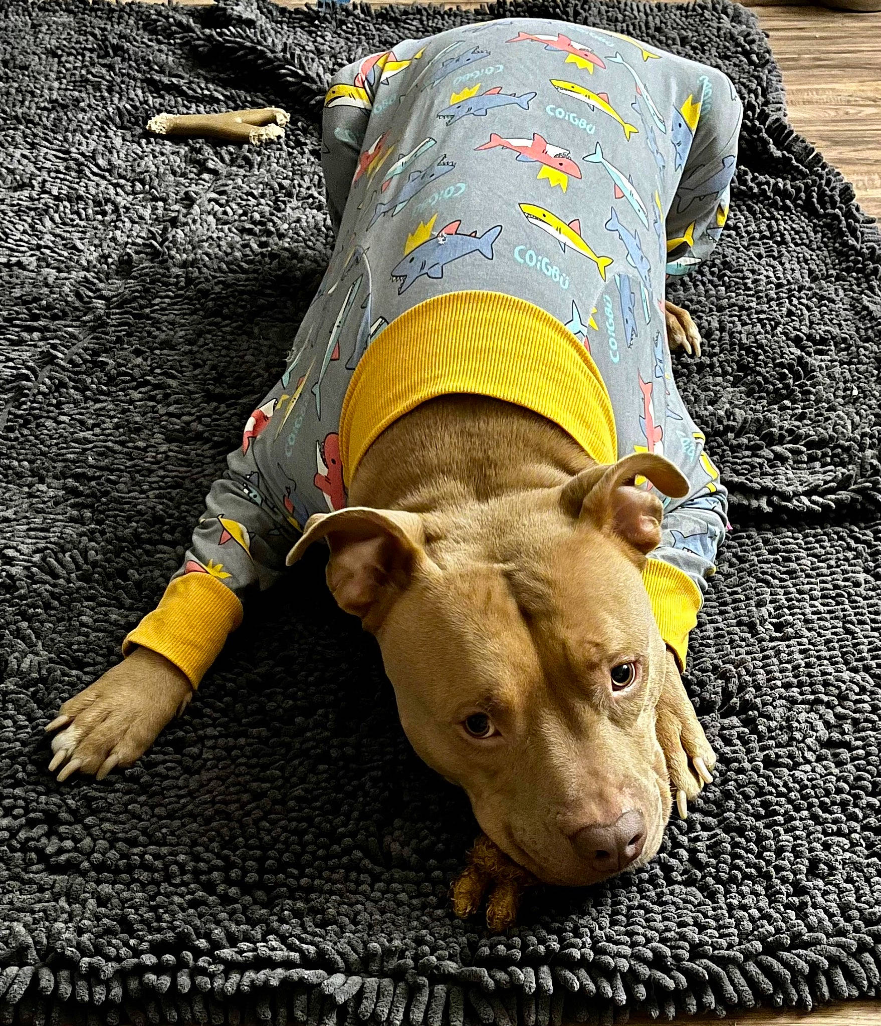 Thor is registered to the contest to win money with this photo: canidae, carnivore, comfort, companion_dog, dog, dog_breed, dog_clothes, dog_supply, fawn, green, human_leg, pattern, pet_supply, sleeve, snout, sporting_group, tail, terrestrial_animal, working_animal, yellow