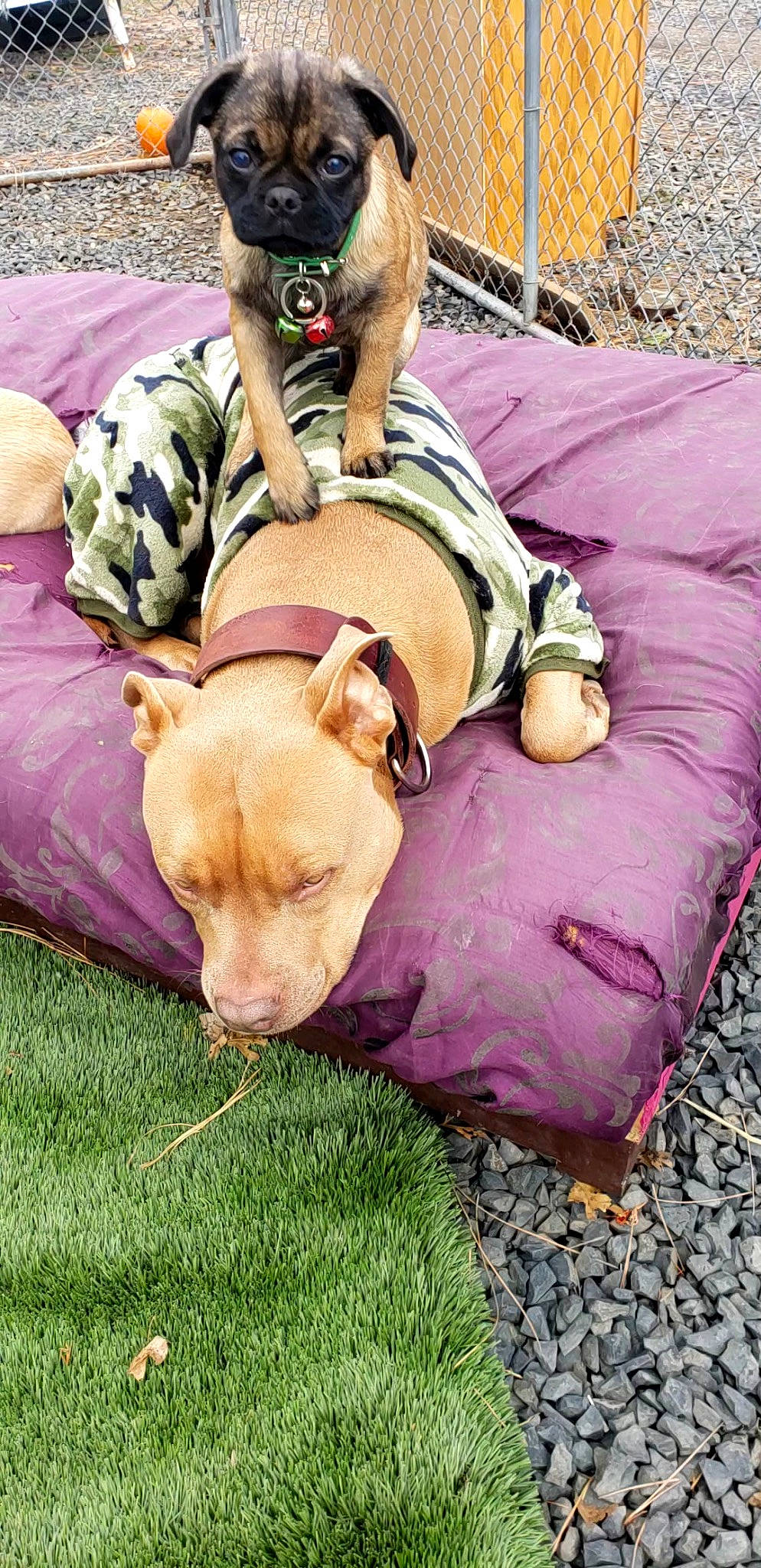 Thor is registered to the contest to win money with this photo: bag, canidae, carnivore, comfort, companion_dog, dog, dog_breed, fawn, felidae, fur, grass, happy, linens, luggage_and_bags, sitting, sporting_group, toy_dog, vertebrate, working_animal, wrinkle