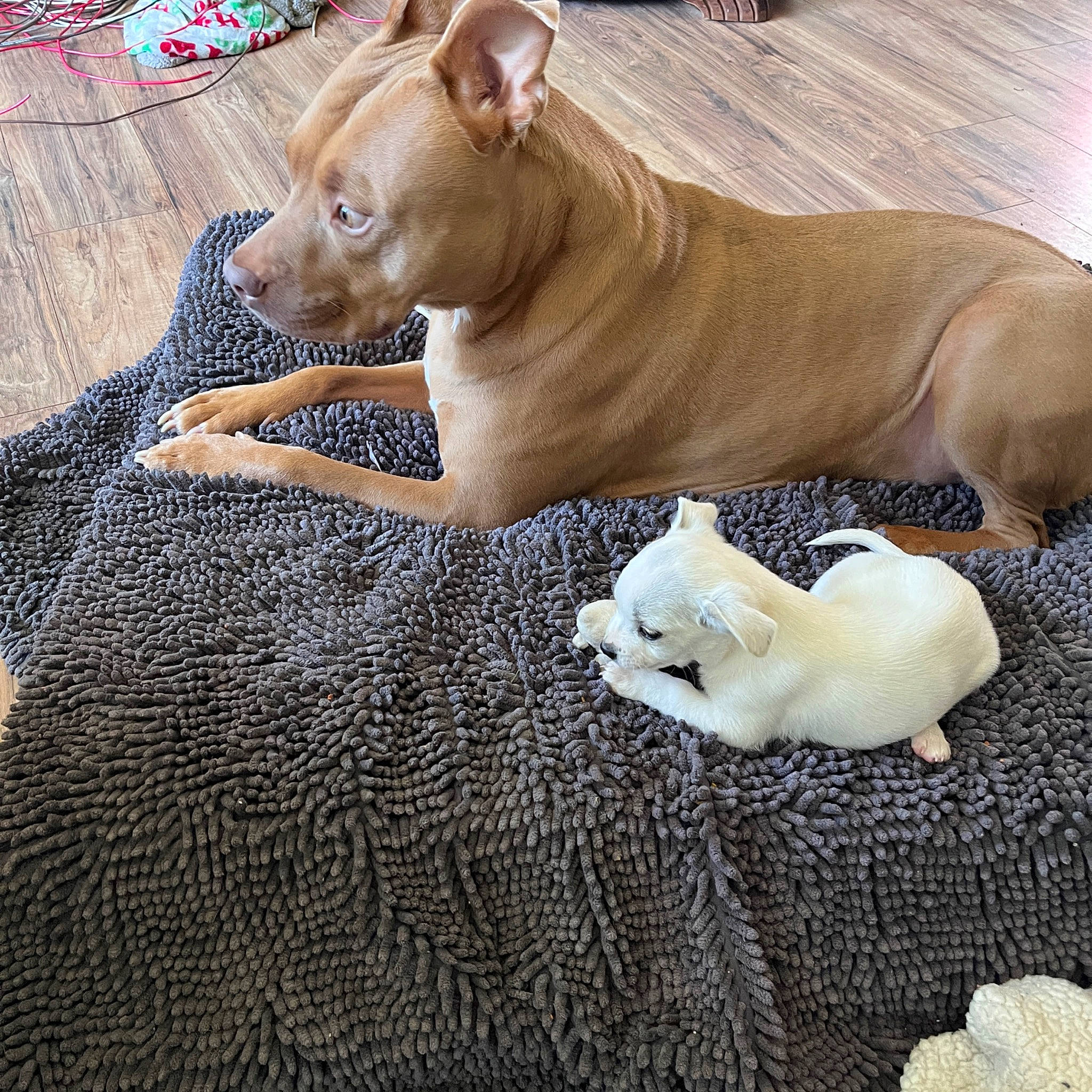 Thor joined the competition — help win amazing prizes! bored, carnivore, collar, comfort, companion_dog, dog, dog_breed, dog_collar, dog_supply, fawn, paw, pet_supply, snout, sporting_group, tail, terrestrial_animal, vertebrate, whiskers, wood, working_animal