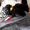 kittens, cats, black_cat, sleeping, cuddling, pet, animal, feline, yellow_collar, flower, blanket, gray_blanket, bed, cozy, indoors, portrait, closeup, fluffy, resting, cute