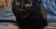 Luna is registered to the contest to win money with this photo: black_cat, cat, feline, pet, animal, fluffy, fur, whiskers, green_eyes, golden_eyes, pointed_ears, close_up, portrait, lying_down, blanket, indoors, home, cozy, soft_lighting, curious