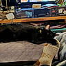 black_cat, cat, sleeping, lying_down, pet, animal, fur, ears, whiskers, indoor, living_room, bed, blanket, sock, foot, television, entertainment_center, shelf, books, home_interior