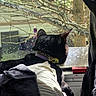Luna is registered to the contest to win money with this photo: cat, black_cat, pet, collar, sitting, back_view, animal, fur, ears, window, vehicle_interior, car, blanket, pillow, fabric, sunlight, outdoors, trees, branches, cozy
