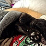 Luna is registered to the contest to win money with this photo: cat, black_cat, sleeping, relaxed, upside_down, paws, toe_beans, whiskers, fur, blanket, gray_blanket, lap, person, indoor, cozy, cuddling, resting, close_up, soft_lighting, home