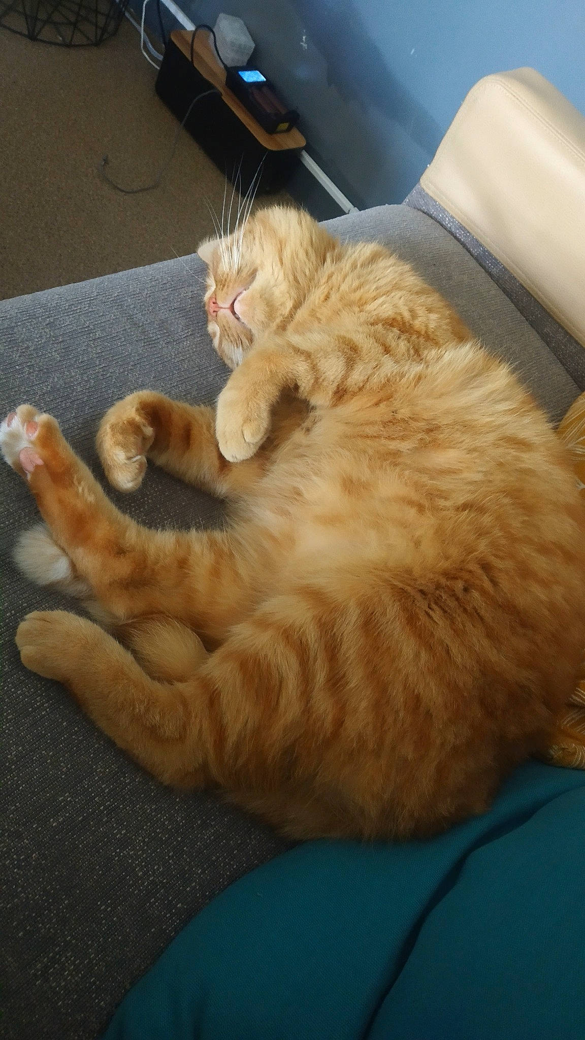 Patoune a rejoint le concours — aidez-le/la à gagner de superbes lots ! carnivore, cat, claw, comfort, domestic_short_haired_cat, fawn, felidae, flooring, foot, fur, nap, paw, sitting, small_to_medium_sized_cats, snout, tail, whiskers, wood