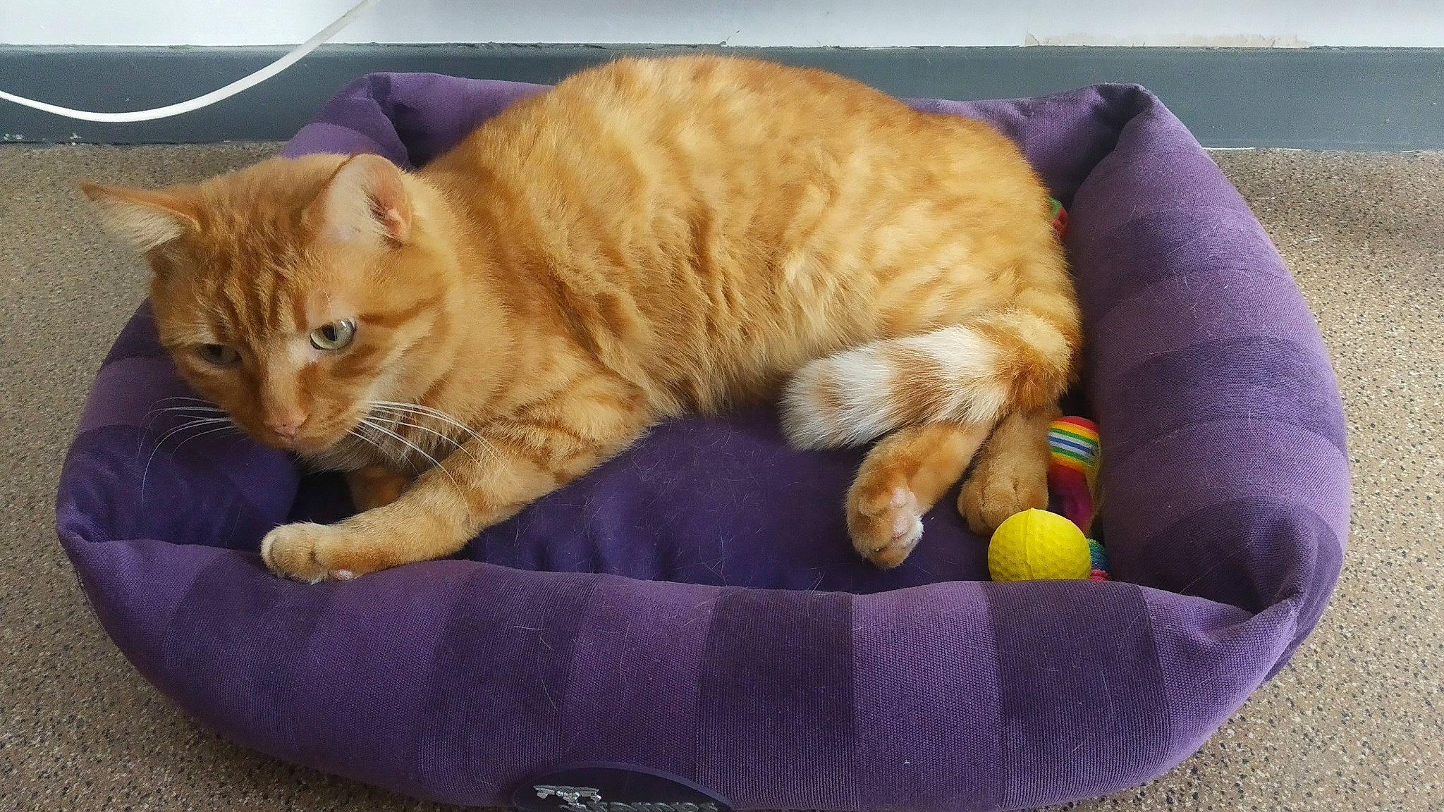 Patoune participe au concours pour gagner de l'argent avec cette photo : carnivore, cat, cat_supply, claw, comfort, companion_dog, domestic_short_haired_cat, fawn, felidae, fur, nap, paw, pet_supply, sleep, small_to_medium_sized_cats, snout, tail, whiskers