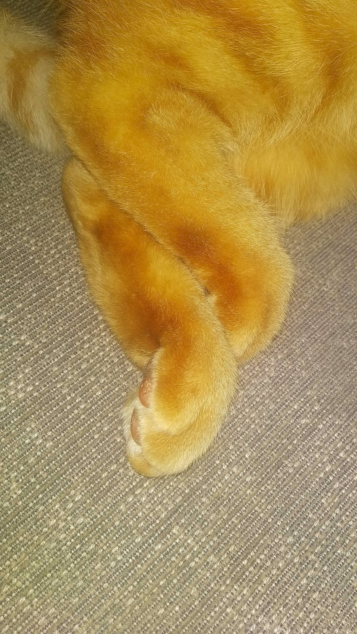 Patoune a rejoint le concours — aidez-le/la à gagner de superbes lots ! canidae, carnivore, claw, companion_dog, dog_breed, fawn, felidae, flooring, foot, footwear, fur, gesture, human_leg, leg, paw, small_to_medium_sized_cats, snout, tail, whiskers, wood