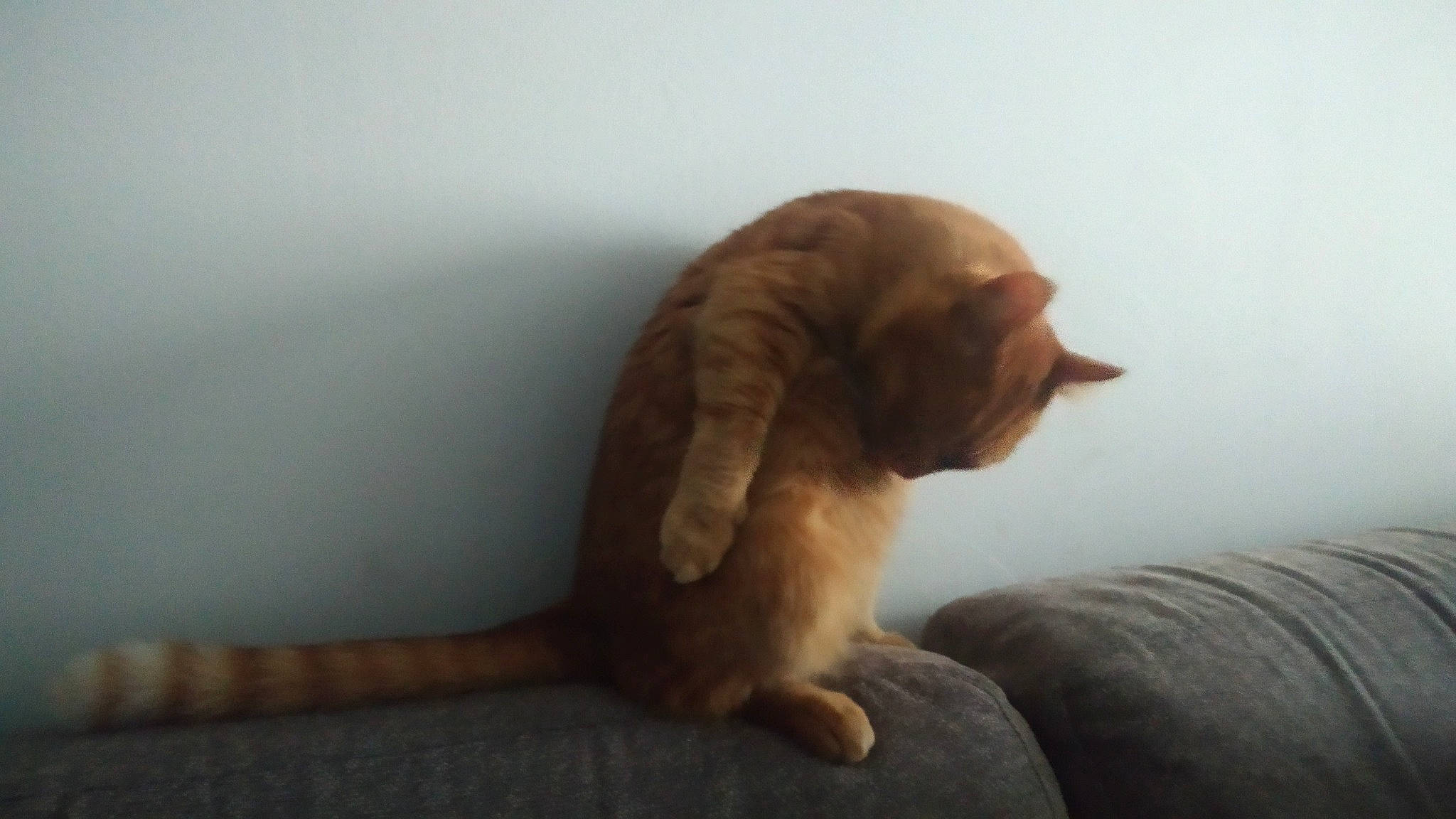 Patoune participe au concours pour gagner de l'argent avec cette photo : canidae, carnivore, cat, claw, comfort, companion_dog, dog_breed, domestic_short_haired_cat, felidae, fur, linens, liver, paw, small_to_medium_sized_cats, sporting_group, tail, terrestrial_animal, whiskers, wildlife, wood