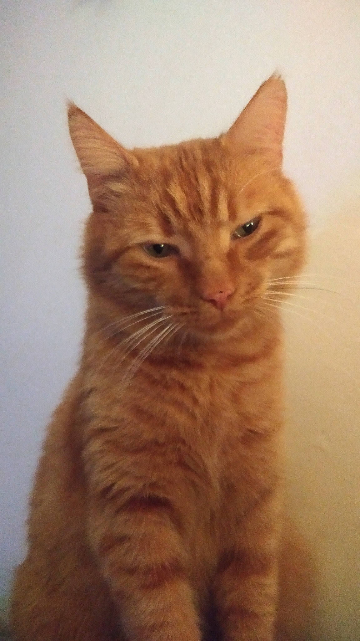 Patoune participe au concours pour gagner de l'argent avec cette photo : carnivore, cat, claw, domestic_short_haired_cat, ear, eye, fawn, felidae, fur, liver, paw, peach, small_to_medium_sized_cats, snout, tail, terrestrial_animal, whiskers, window, wood