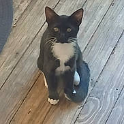 Toodles is registered to the contest to win money with this photo: cat, black_and_white, animal, pet, floor, wooden_floor, indoor, whiskers, tail, paws, curious, sitting, cute, feline, young_cat, looking, ears, domestic_cat, closeup, portrait