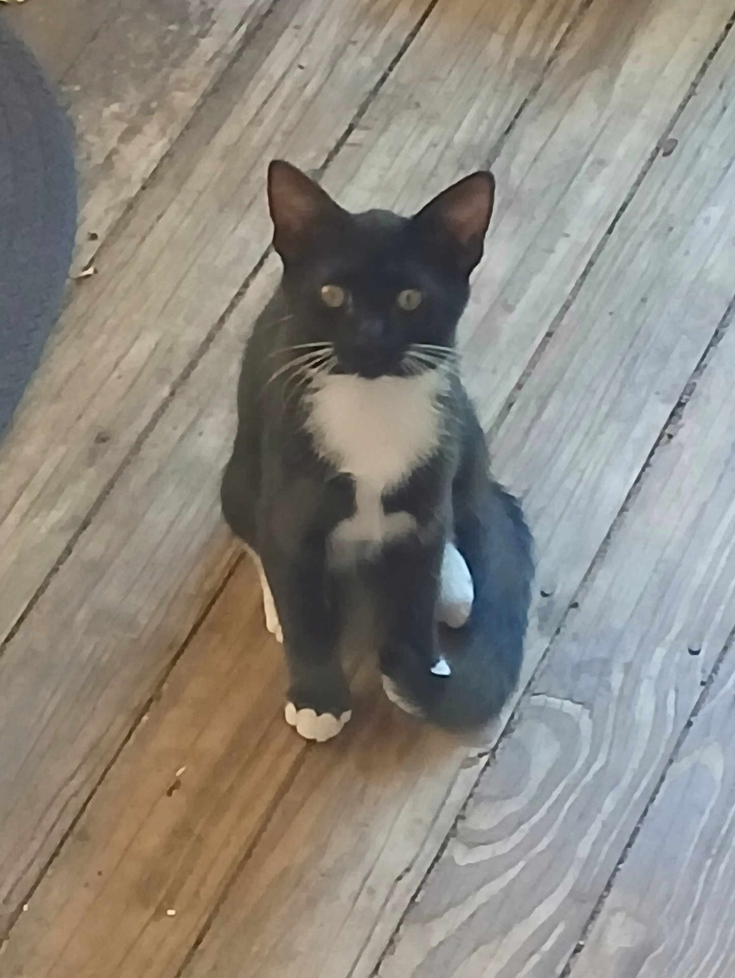 Toodles is registered to the contest to win money with this photo: cat, black_and_white, animal, pet, floor, wooden_floor, indoor, whiskers, tail, paws, curious, sitting, cute, feline, young_cat, looking, ears, domestic_cat, closeup, portrait