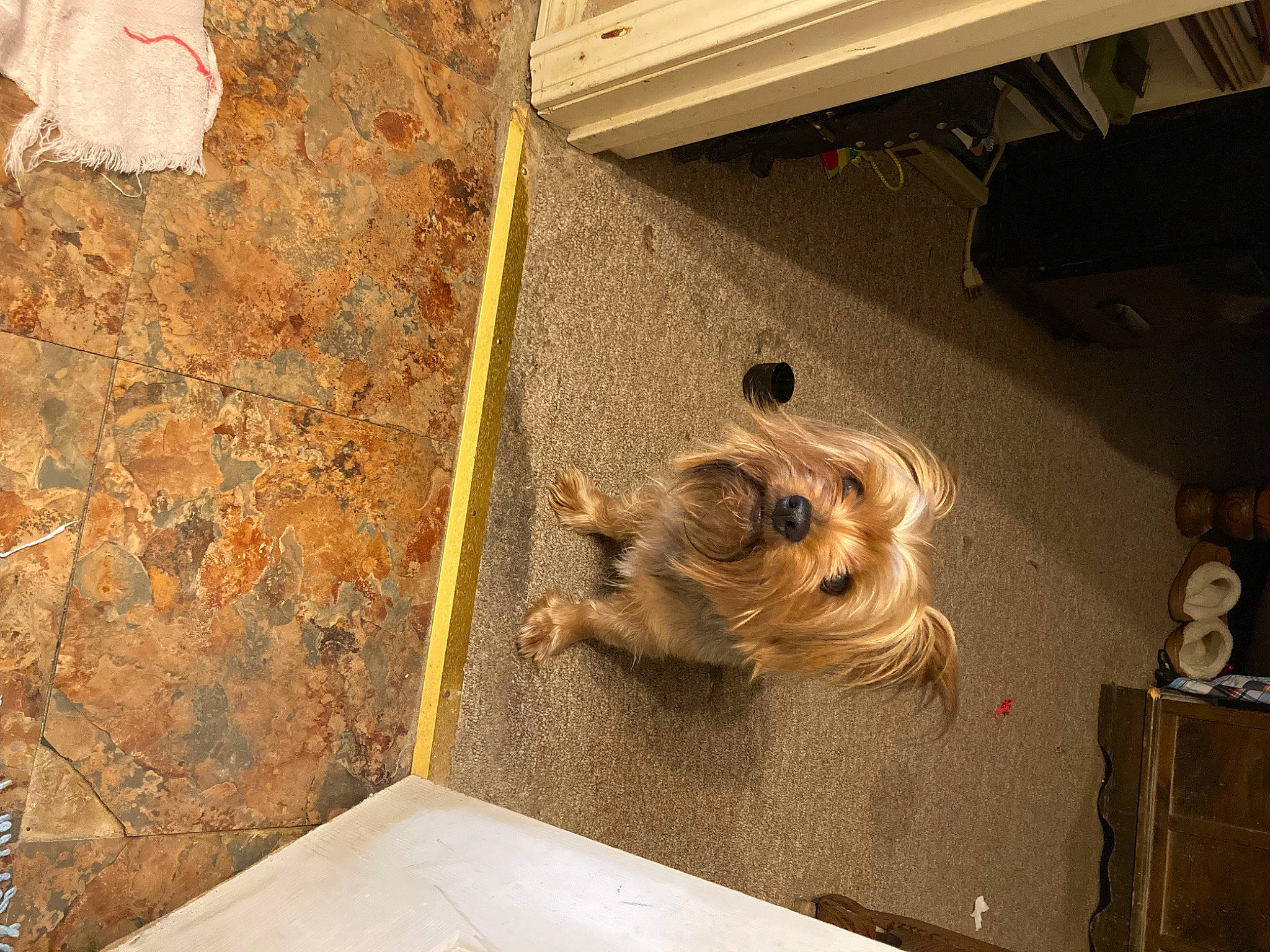 Tank is registered to the contest to win money with this photo: art, canidae, carnivore, ceiling, companion_dog, dog, dog_breed, fawn, felidae, flooring, fur, room, small_to_medium_sized_cats, snout, sporting_group, tail, toy_dog, visual_arts, wood