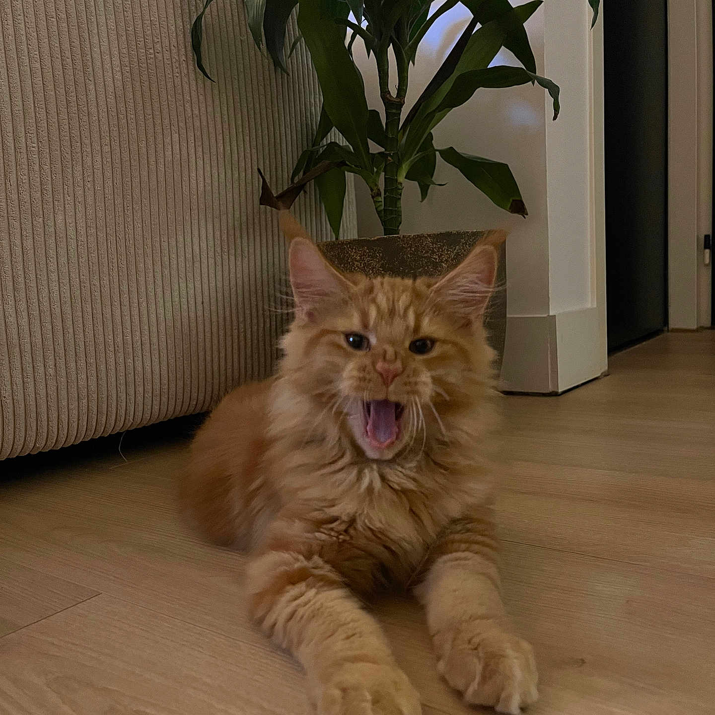 Ulysse participe au concours pour gagner de l'argent avec cette photo : animal, architecture, building, cat, couch, cushion, furniture, hardwood, indoors, interiordesign, kitten, leaf, livingroom, manx, pet, plant, plywood, pottedplant, room, wood